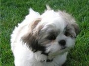 Maltese X Shih Tzu